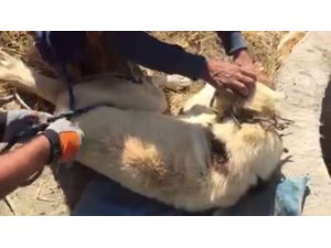 Kuyuya düşen köpeği itfaiye kurtardı