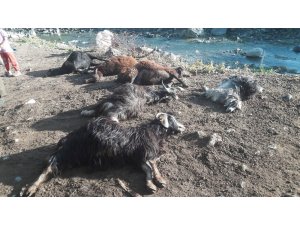 Bingöl’de kurt ağıla girdi, 24 hayvan telef oldu