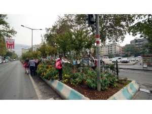 Kahramanmaraş'ta ağaçlar "kitap açtı"