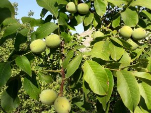 Iğdır’da ceviz ekimi