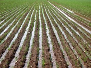 Meşhur Araban sarımsağı ile umutlar da yeşerdi