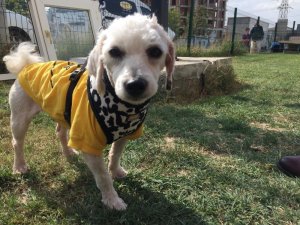 8 aylık ‘’DODO’’ sahibini arıyor