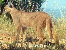 Onun fotoğrafı ilk kez çekildi