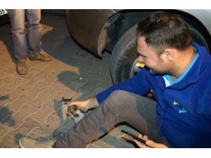 Aracın motor kısmına sıkışan yavru kedileri vatandaşlar kurtardı