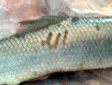 Balık üzerinde Allah yazısı