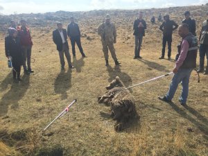 Van'da aracın çarptığı ayı yaralandı