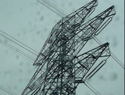 Elektriği ağaçlar kesti!