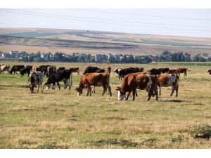 Diyarbakır’da köyden kente göçün önüne geçecek proje
