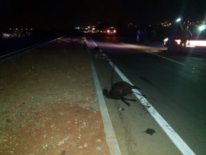 Hatay’da iki otomobil yoldaki keçilere çarptı: 13 küçükbaş hayvan telef oldu