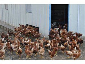 Ordu’da organik yumurta üretimi artacak
