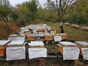 Anzer balı ile yarışacak