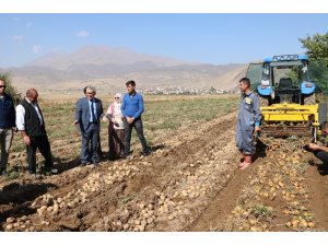 Yerli patatesler hasat edildi