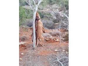 KKTC’de asılı köpekler ile ilgili soruşturma başlatıldı