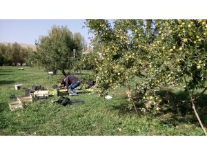 Gürpınar’da elma hasadı başladı