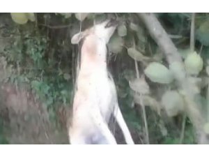 Tavuklarını yediği iddiasıyla köpeği iple ağaca asarak öldürdü