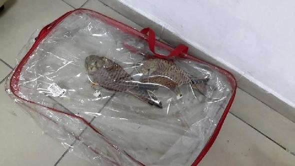 Koruma altındaki kuşları avlayan kişiye 7 bin 343 lira ceza