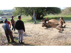 Bakıcısını öldüren deve kasaplara emanet edildi