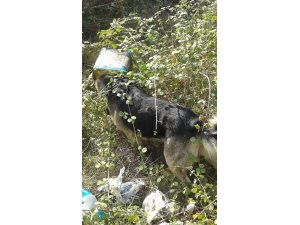 Kafası tenekeye sıkışan köpeği köylüler kurtardı