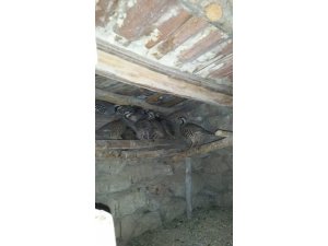 Sivas’ta köy kümesinde 10 adet kınalı keklik bulundu