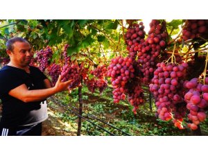 Sarıgöl’de üzümler göz kamaştırıyor