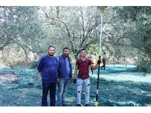 Ayvalık’ta zeytin üreticisinin hasat coşkusu