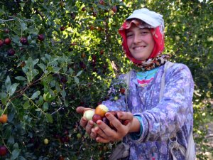 Hünnap misket elmasına rakip oldu
