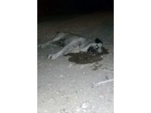 Zehirlenen köpekler sokak ortasında can çekişti