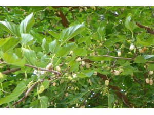 Çemişgezek Ulukale dutuna coğrafi işaret geliyor