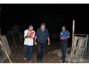 400 bin TL değerindeki İngiliz yarış atı yavrusuyla birlikte çalındı