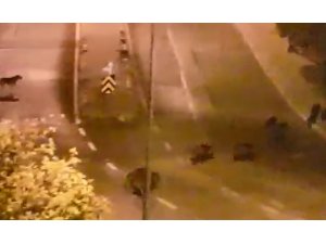 İzmir’de yaban domuzları şehre indi