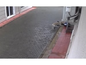 Aç kalan köpekler ilkokul öğrencisine böyle saldırdı