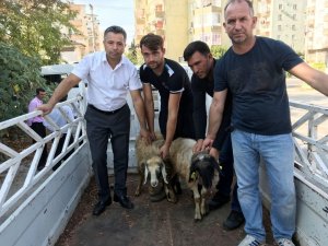 Erdemli’de genç çiftçilere koyun dağıtıldı