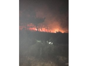 Manavgat’ta orman yangını
