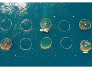 Ortadoğu'nun balığı Doğu Akdeniz'den