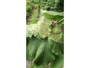 "Amerikan beyaz kelebeği" mücadelesinde başarıya ulaşıldı