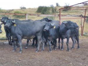 Güdül'de üreticilere gebe manda dağıtıldı