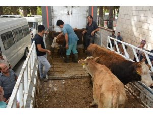 Altınözü’nde genç çiftçilere 85 büyükbaş hayvan dağıtıldı