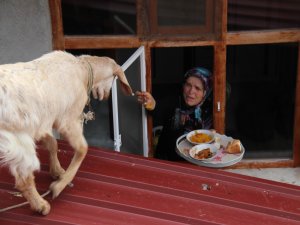Ev yemeklerini seven oğlak kaşıkla besleniyor