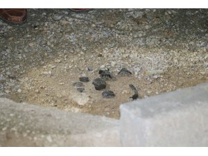 Yol kenarındaki pimi çekilmiş el bombası polis tarafından imha edildi