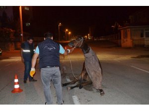 Hamile atı sokak ortasına ölüme terk ettiler