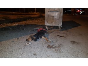 Osmaniye’de köpek katliamı