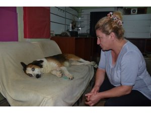 Ordu’da köpeğe işkence iddiası
