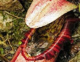 Fare yiyen bitki bulundu