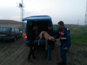 Trafoyu hırsızlara karşı koruyan köpeği çaldılar