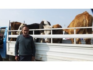 Burhaniye ve Gömeç’te 11 çiftçiye 55 düve dağıtıldı