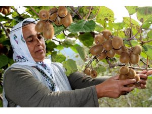 Kurak hava kivide erken hasat başlattı