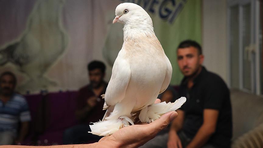 "Kral"a biçilen değer 100 bin lira