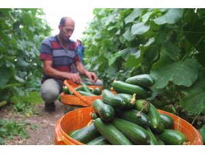 Yılda 1 milyon 750 bin ton salatalık üretiyor, doğunun ihtiyacının karşılıyor