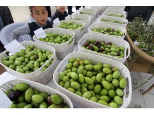 Saruhanlı Belediyesi ’Zeytin Hasat Şenliği’ düzenlendi