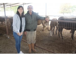 Manyaslı çiftçilere 30 düve